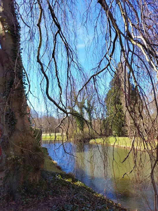 Willow branches above the water at Muskau Park