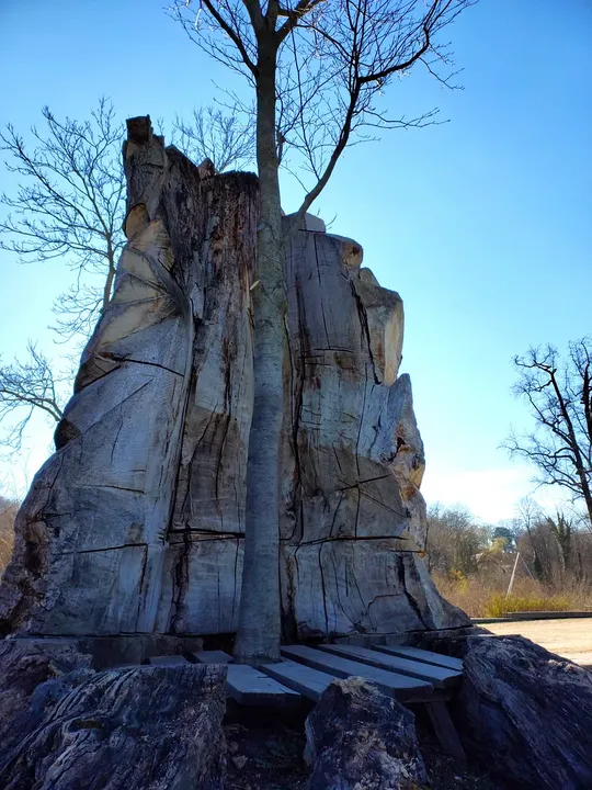 The base of an old park tree at New Castle, Bad Muskau