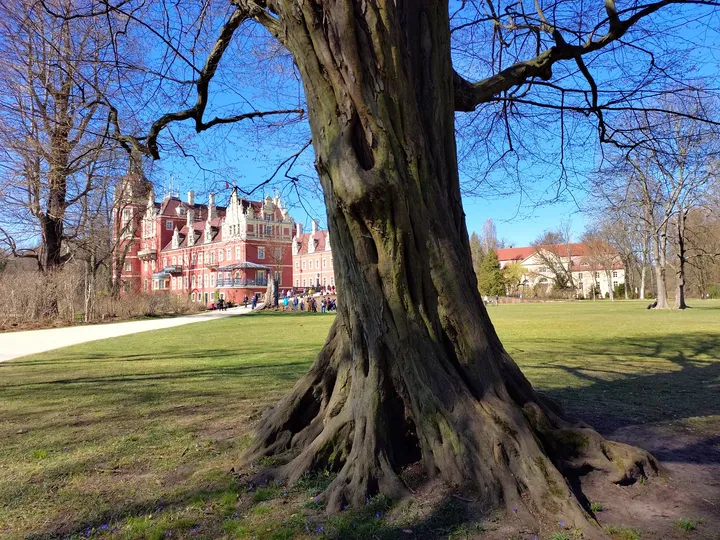The castle seen beyond a park tree at New Castle, Bad Muskau