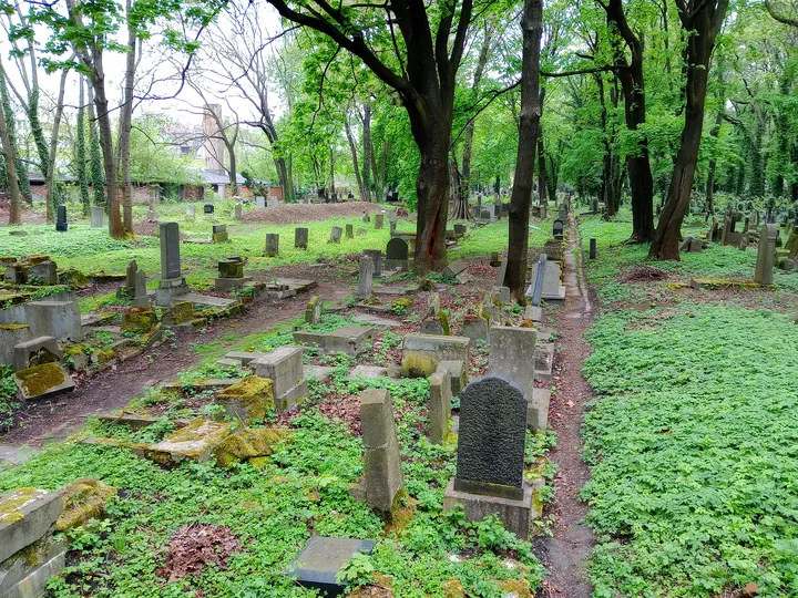 A wooded section of the cemetery at New Jewish Cemetery, Kraków