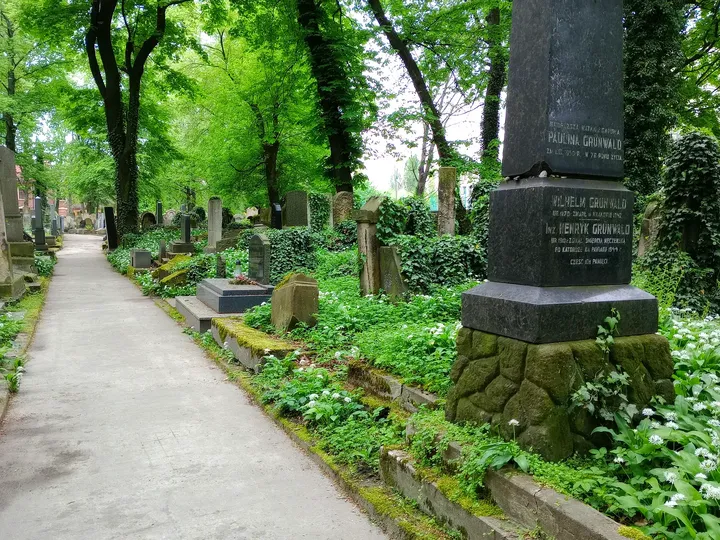 A path through the cemetery’s planted edges at New Jewish Cemetery, Kraków