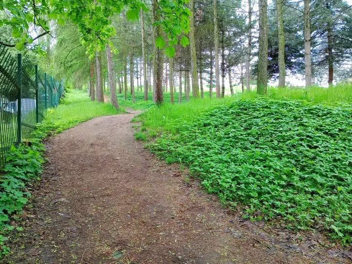 Path beside the green ground cover at New Podgórze Cemetery