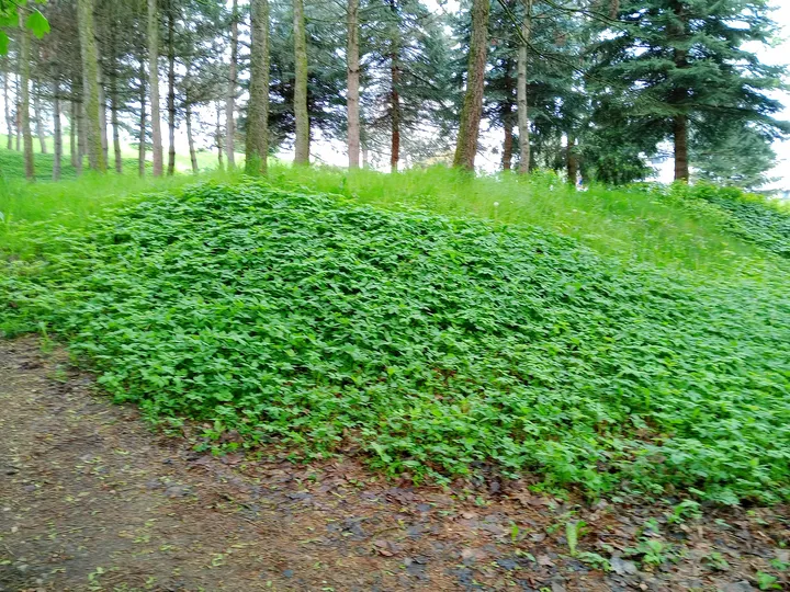 Tree-covered cemetery slope at New Podgórze Cemetery