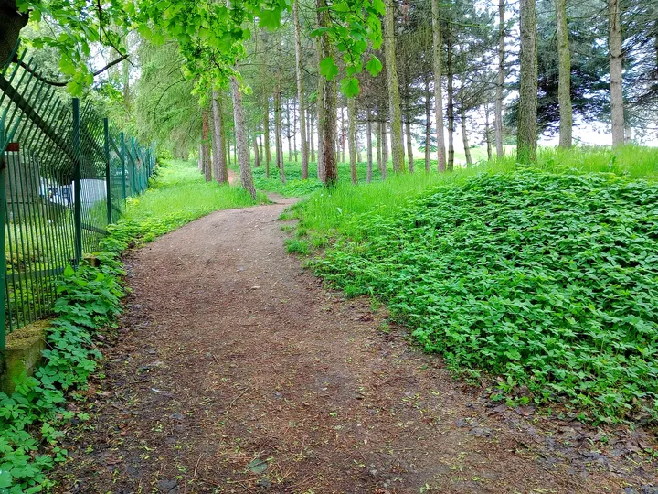 Wooded path under the spring canopy at New Podgórze Cemetery
