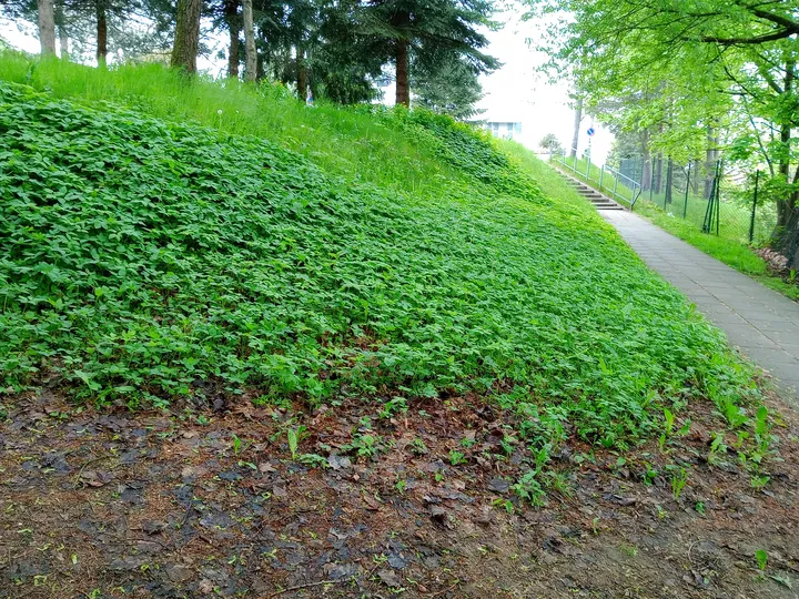 Ground cover above the cemetery path at New Podgórze Cemetery