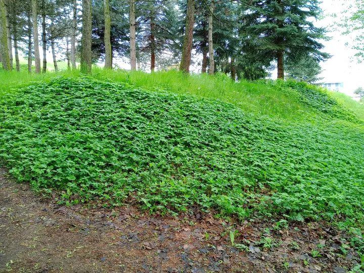 Green bank beneath the older trees at New Podgórze Cemetery
