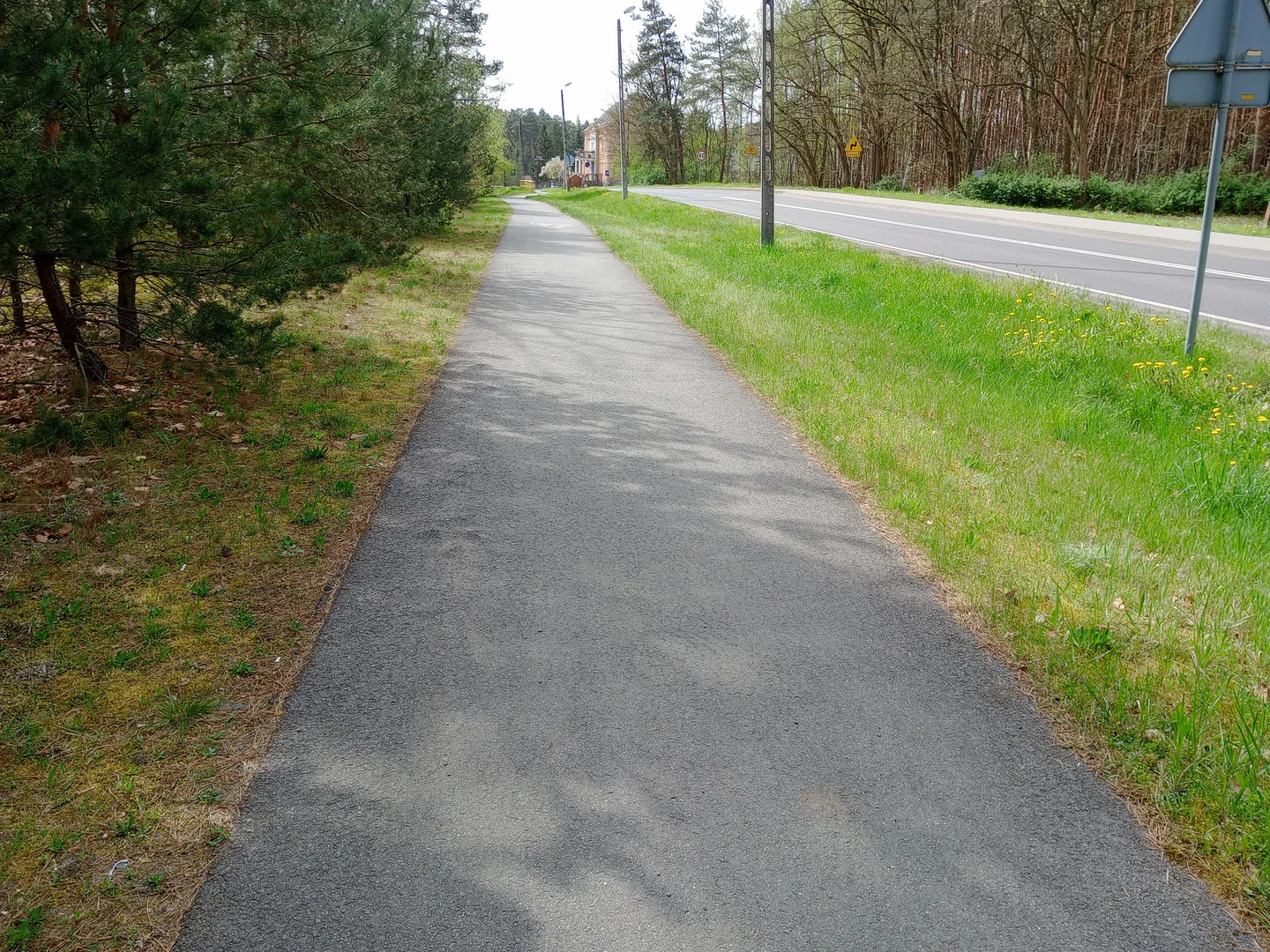 Paved cycleway beneath the trees at Nietkowice–Czerwieńsk cycling route