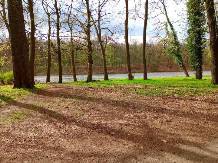 Open woodland beside the avenue at Palace Park, Żagań