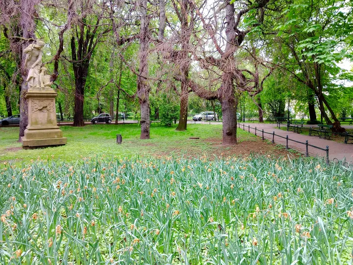 Spring planting beneath the trees at Piotr Skrzynecki Square
