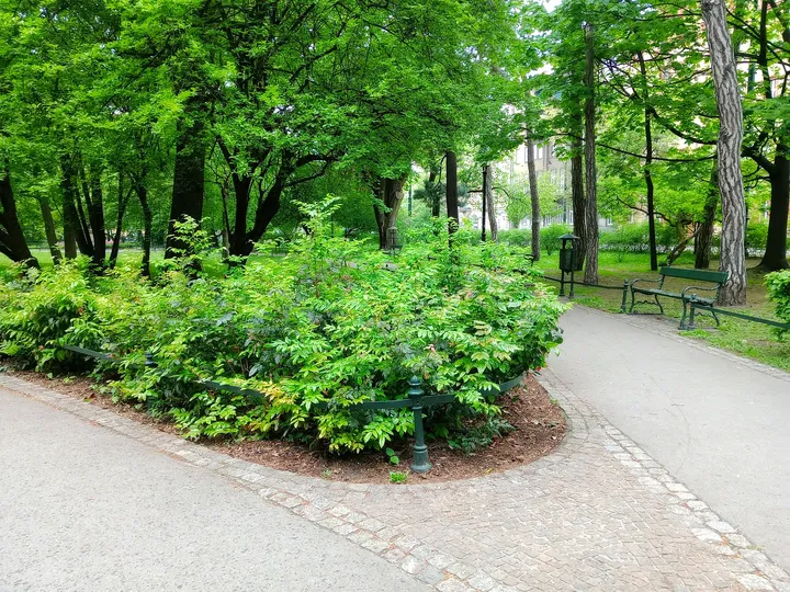 Shrubs beside a branching path at Planty beside Pijarska Street