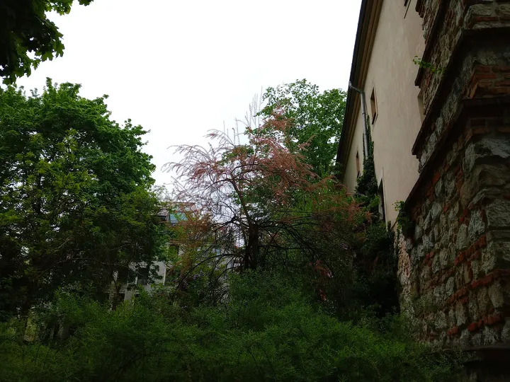 The path under spreading trees at Planty beside Westerplatte Street