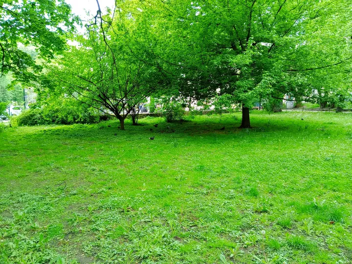The tree canopy above the lawn at Planty beside Westerplatte Street