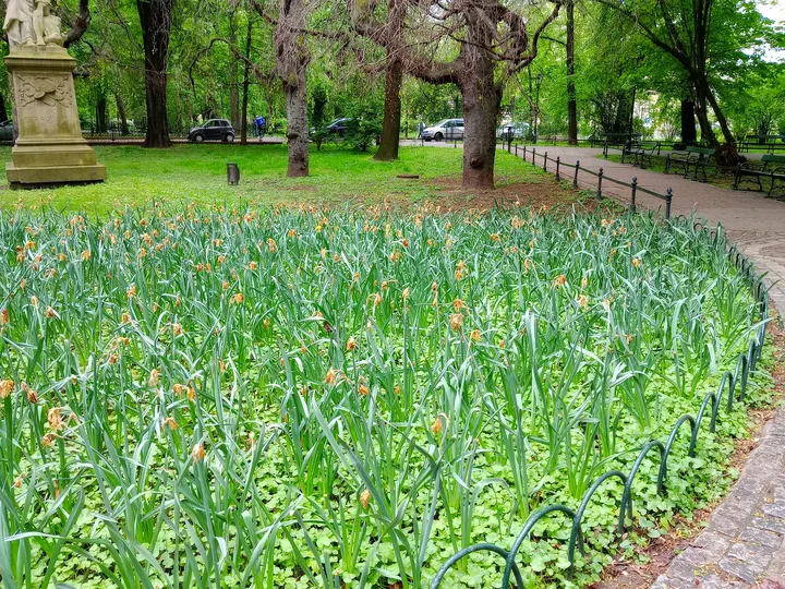 Spring planting beside the path at Planty: Wawel Garden