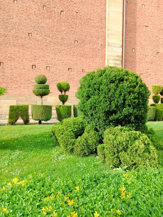 Small clipped trees beside the brick wall at Poor Clares’ convent, Kraków
