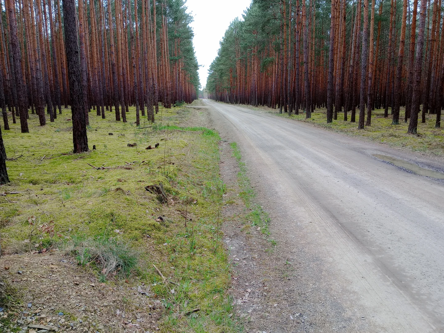 Long forest road beneath the pines at Przetocznica cycling route