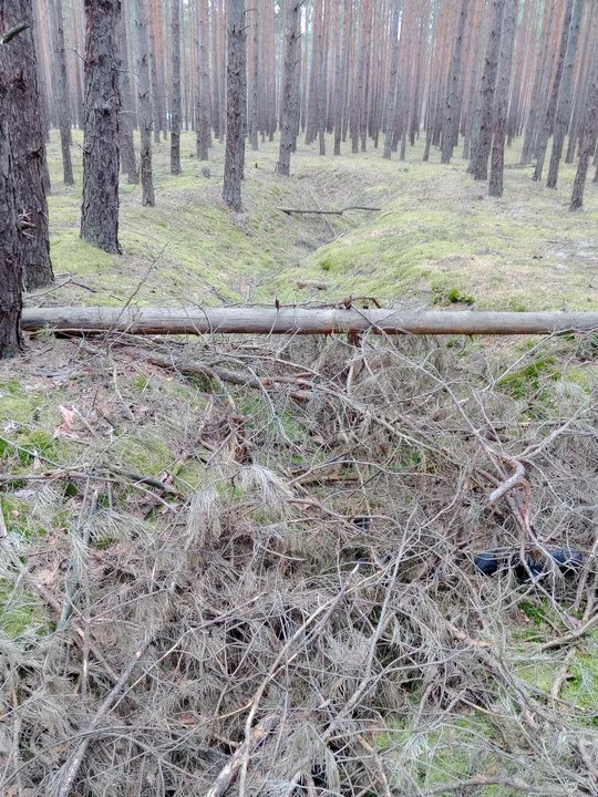 Woodland floor beside the route at Przetocznica cycling route