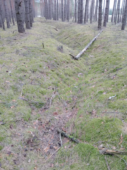 Shallow channel through the forest at Przetocznica cycling route