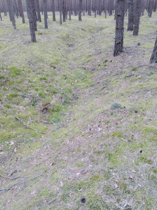 Older tree roots beside the path at Przetocznica cycling route