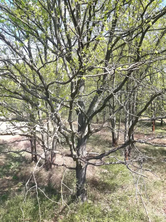 Bare branches alongside the path at Railway cycling route at Stany