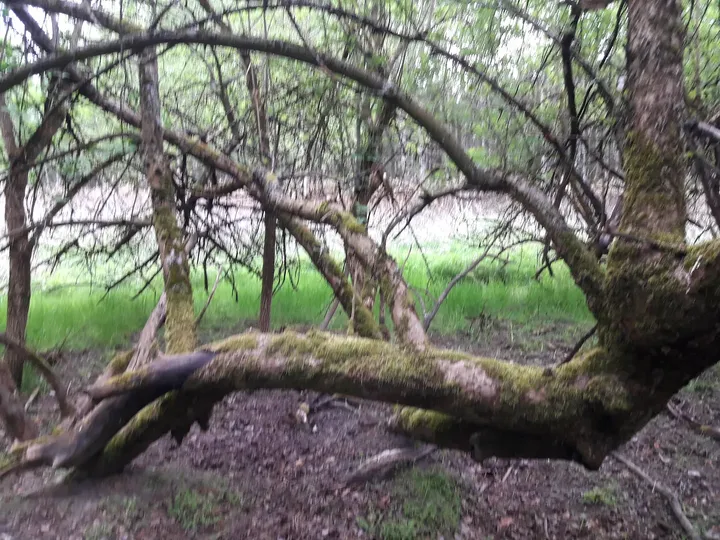 Older tree alongside the route at Railway cycling route at Stany