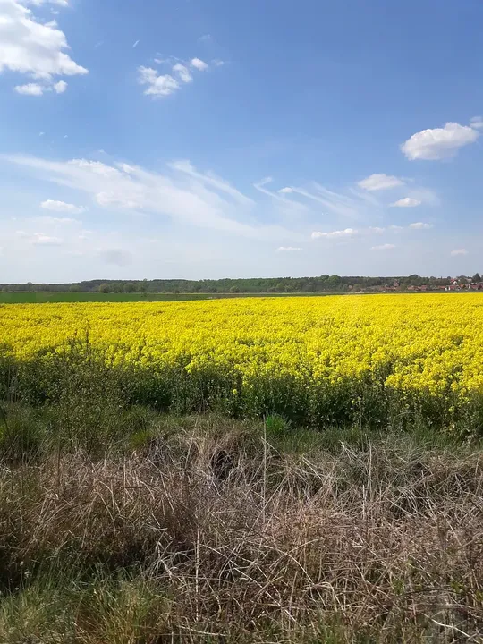 Yellow flowering field beside the ride at Railway cycling route at Stany