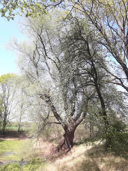 Tree-lined edge beside the route at Railway cycling route at Stany