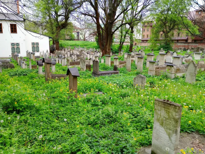 Headstones beneath spring branches at Remuh Cemetery