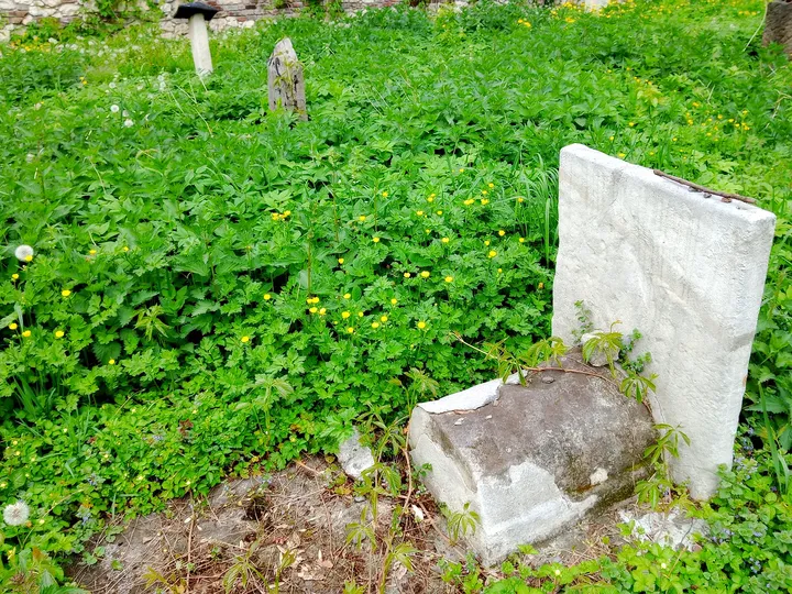 Broken markers beside the ivy at Remuh Cemetery