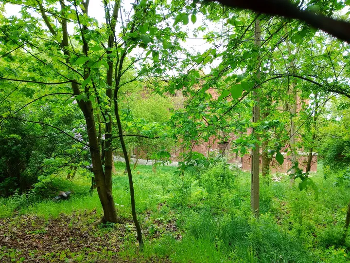 Trees beside the hillside route at Saint Benedict’s Church, Kraków