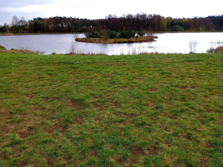 Grass along the lakeshore at Świdnica reservoir