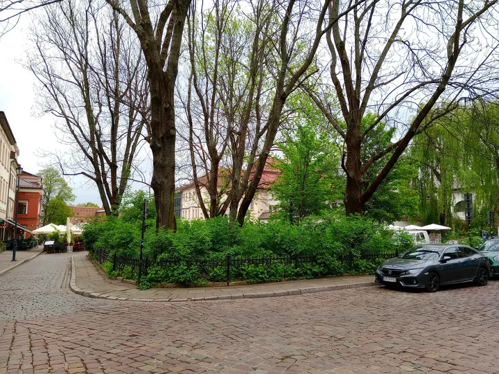Planted edge beneath the street trees at Szeroka Street