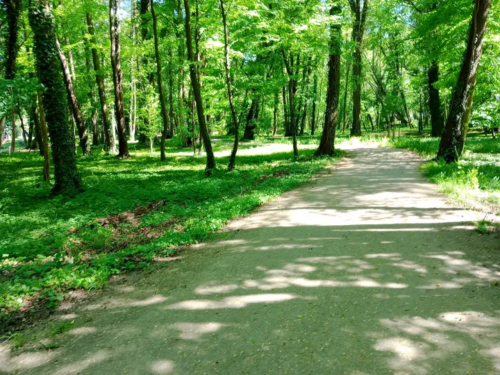 Avenue through the park at Town Park, Sława