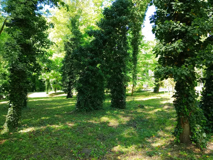 Green woodland floor at Town Park, Sława