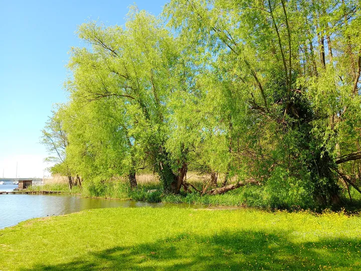 Lake beside a weeping willow at Town Park, Sława