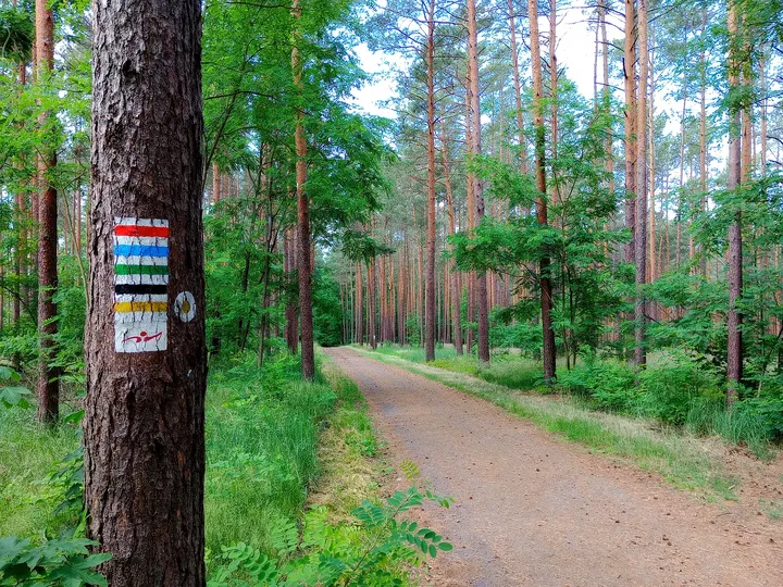 Trail markings beside a forest path at Wilkanowo observation tower
