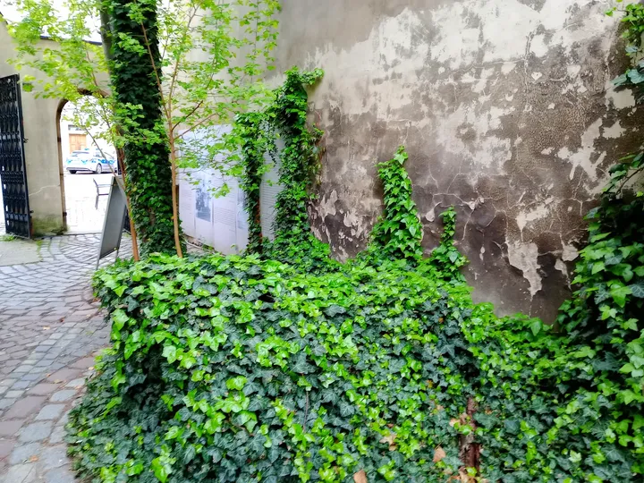 The planted entrance passage at Wolf Popper Synagogue and Austeria