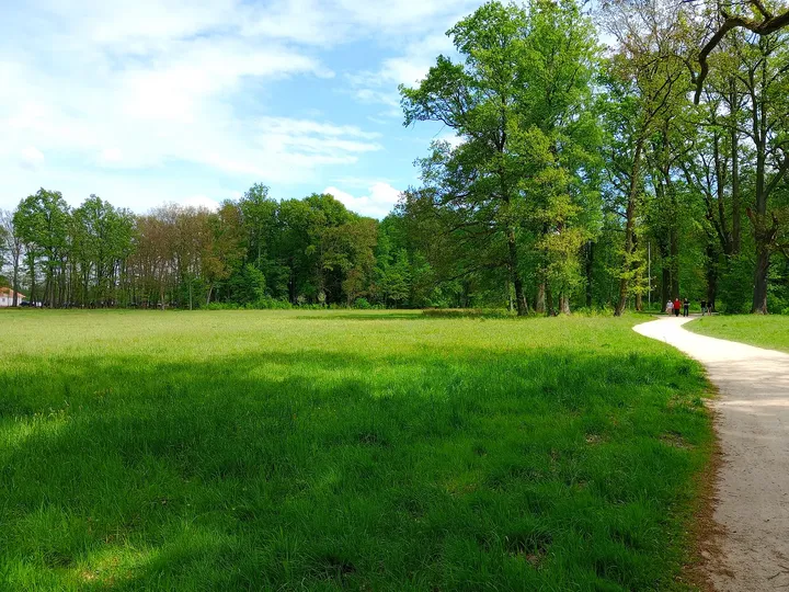 The path follows an open lawn before returning towards the trees in Zatonie Ducal Park