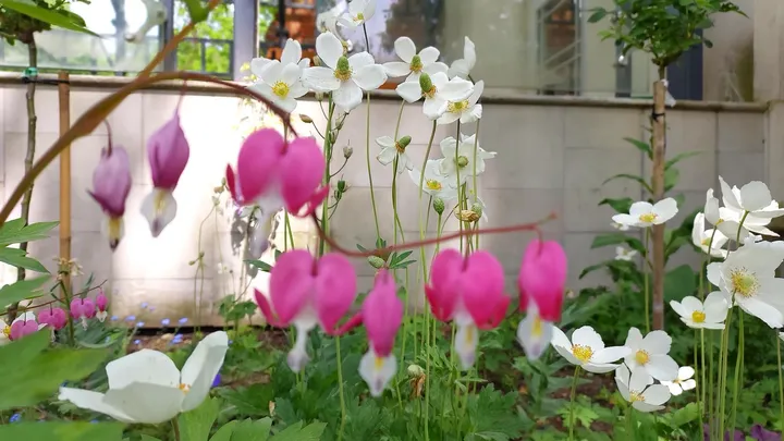 Pink and white flowers photographed in May 2023 in Zatonie Ducal Park