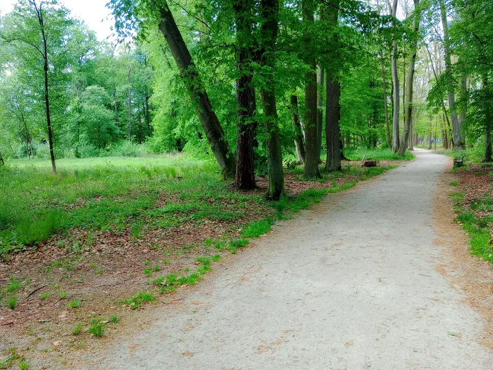 A gravel path curves through the trees in May 2024 in Zatonie Ducal Park