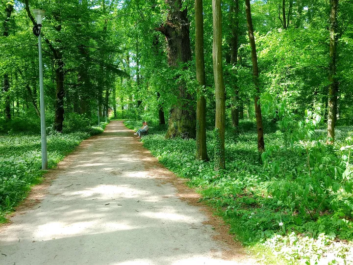 A broad, pale path runs beneath the trees in Zatonie Ducal Park