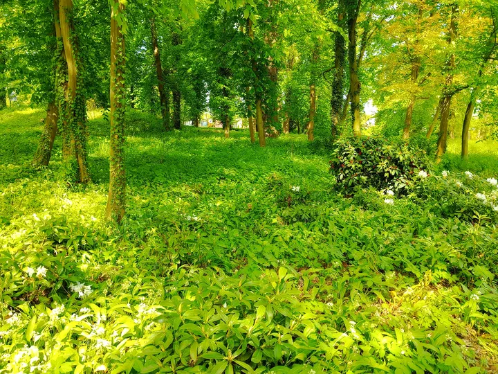 Green woodland plants and scattered white flowers cover the ground beside the path in Zatonie Ducal Park