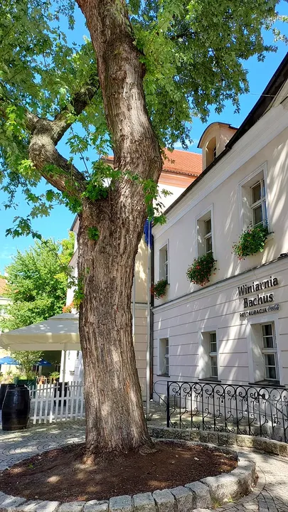 Large tree alongside a pale building at Zielona Góra Old Market Square