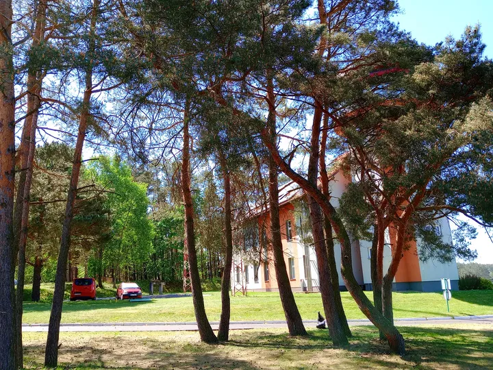 Pine trees along the edge at Zielona Góra–Przylep airfield