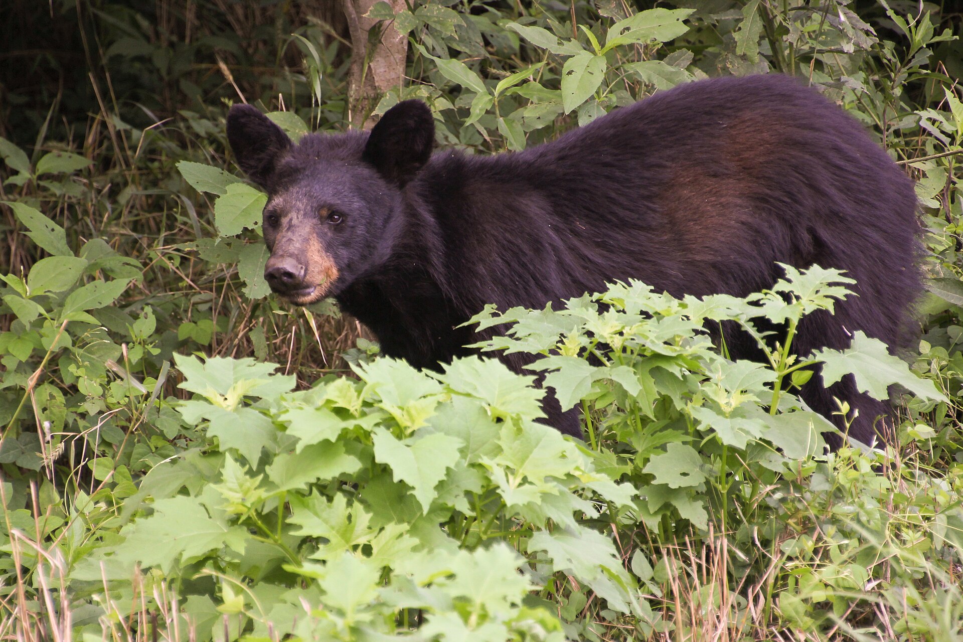 Black bear walking through a grassy clearing in Great Smoky Mountains National Park