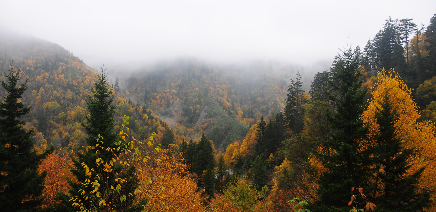 Autumn fog over ridges along Newfound Gap Road