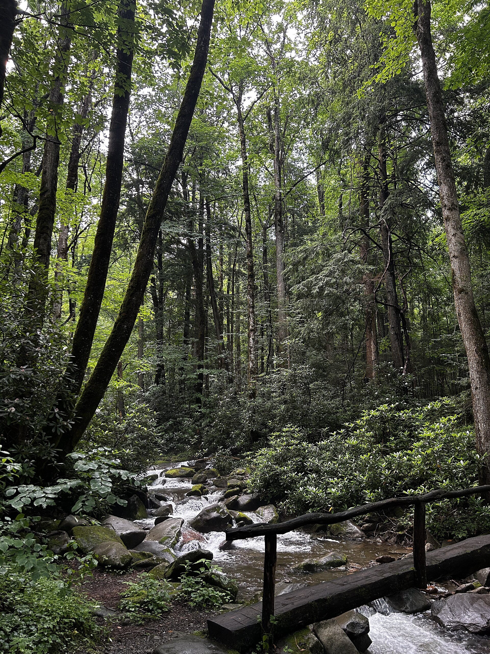 A footbridge crossing a mountain stream in Great Smoky Mountains National Park